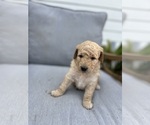 Puppy Puppy 7 Goldendoodle