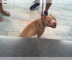 American Pit Bull Terrier Dogs for adoption in Charlotte, NC, USA