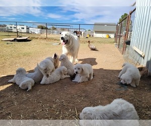 Mother of the Great Pyrenees puppies born on 01/07/2022