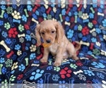 Small #3 Cavapoo (Miniature)
