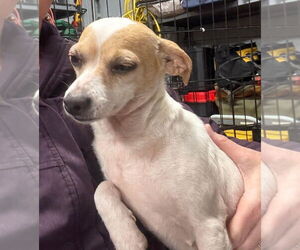Twig (AL) - Female Chihuahua-Unknown Mix Dog for Adoption - Photo #4