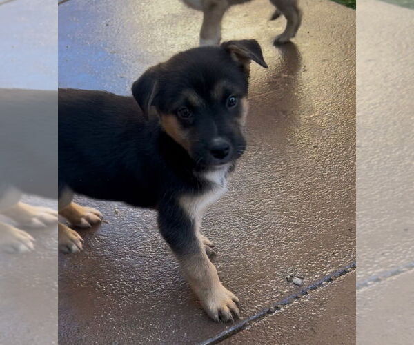 Medium Photo #3 Boxer-Unknown Mix Puppy For Sale in San Diego , CA, USA