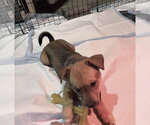 Small #4 Chihuahua Mix