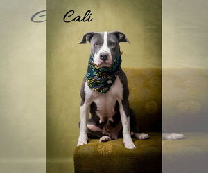 American Pit Bull Terrier-Unknown Mix Dogs for adoption in North Myrtle Beach, SC, USA