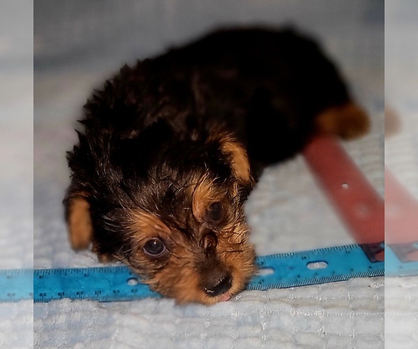 Medium Photo #265 Yorkshire Terrier Puppy For Sale in AKRON, OH, USA