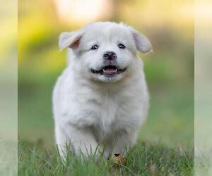 Golden Retriever-Unknown Mix Dogs for adoption in San Diego, CA, USA