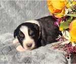 Small #3 Miniature Australian Shepherd
