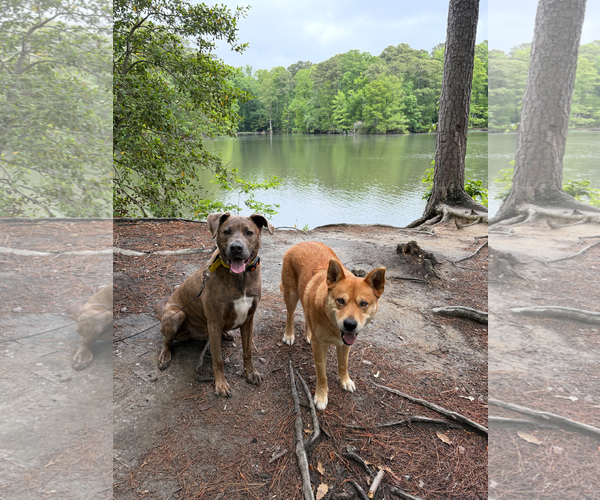 Medium Photo #3 Mutt Puppy For Sale in Virginia Beach, VA, USA