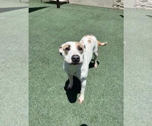 Sueboo-$75 Adoption Fee! Diamond Dog! - Female Mutt Dog for Adoption - Photo #15