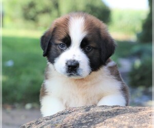 Saint Bernard Puppy for sale in SYRACUSE, IN, USA