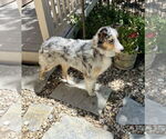 Small #1 Australian Shepherd
