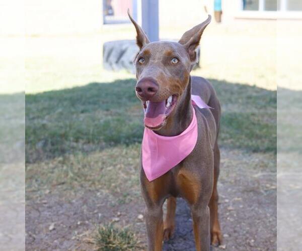 Medium Photo #1 Doberman Pinscher-Unknown Mix Puppy For Sale in San Antonio, TX, USA