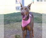 Small Doberman Pinscher Mix