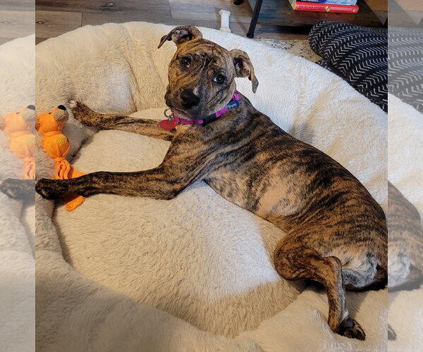 Medium Photo #7 Mutt Puppy For Sale in Fargo, ND, USA