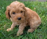 Small Photo #40 Cavapoo Puppy For Sale in GOSHEN, IN, USA