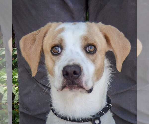 Medium Photo #2 Coonhound-English Foxhound Mix Puppy For Sale in Huntley, IL, USA