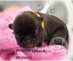 Puppy Yellow Collar Pug