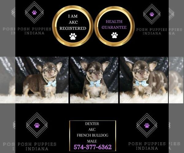 Medium Photo #2 French Bulldog Puppy For Sale in WARSAW, IN, USA