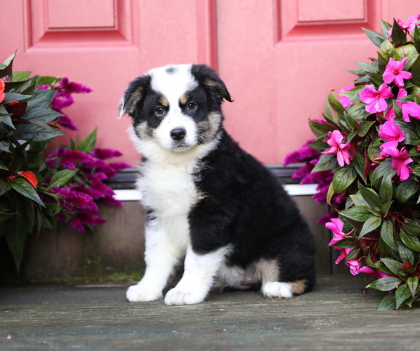Medium Photo #3 Australian Shepherd Puppy For Sale in WESTFIELD, MA, USA