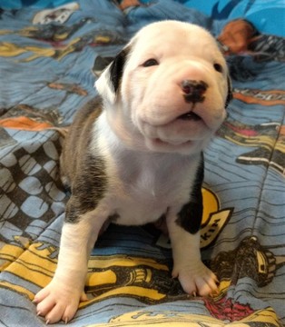 Medium Photo #1 Alapaha Blue Blood Bulldog Puppy For Sale in SHELOCTA, PA, USA
