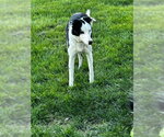 Small #2 Border Collie