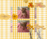 Image preview for Ad Listing. Nickname: Chihuahua