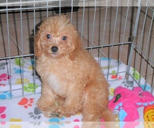 Cavapoo-Poodle (Miniature) Mix Puppy for sale in ORO VALLEY, AZ, USA