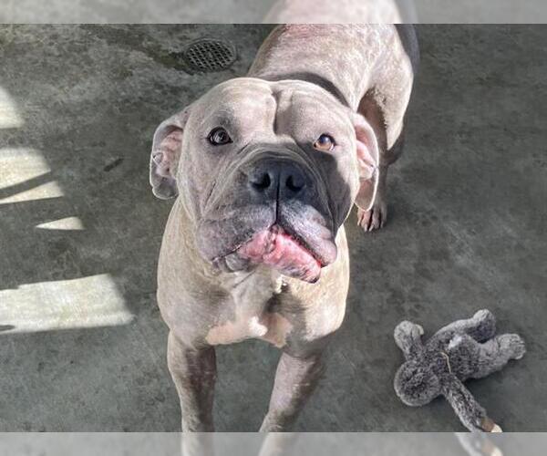 Medium Photo #1 American Pit Bull Terrier Puppy For Sale in Orange, CA, USA