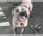 Small American Pit Bull Terrier