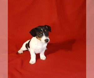 Jack Russell Terrier Puppy for Sale in BRAZIL, Indiana USA