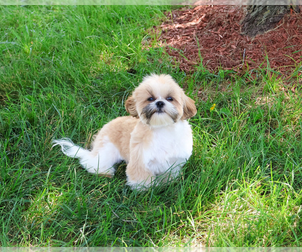 Medium Photo #3 Shih Tzu Puppy For Sale in SYRACUSE, IN, USA