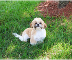 Small #2 Shih Tzu