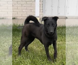 Chow Chow-Labrador Retriever Mix Dogs for adoption in Genesee, WI, USA
