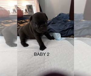 Pug Puppy for sale in SPRINGFIELD, IL, USA