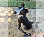 Small #2 Border Collie Mix