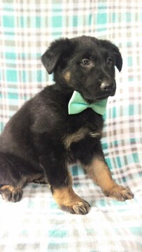 Medium Photo #3 German Shepherd Dog Puppy For Sale in LANCASTER, PA, USA