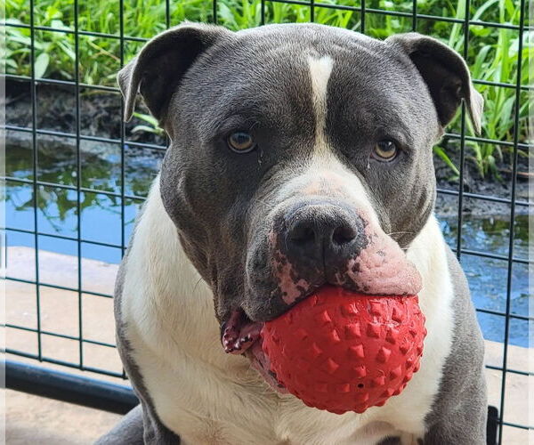 Medium Photo #3 American Staffordshire Terrier Puppy For Sale in Anniston, AL, USA