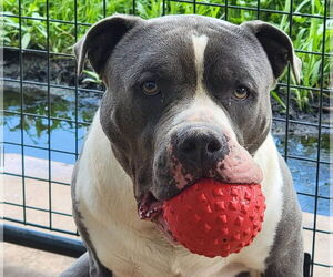 Johnny - Male American Staffordshire Terrier Dog for Adoption - Photo #3