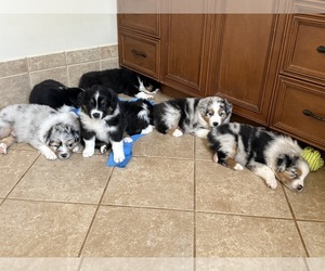 Australian Shepherd Puppy for Sale in GREER, South Carolina USA