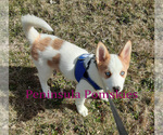 Small Photo #7 Pomsky Puppy For Sale in SEQUIM, WA, USA