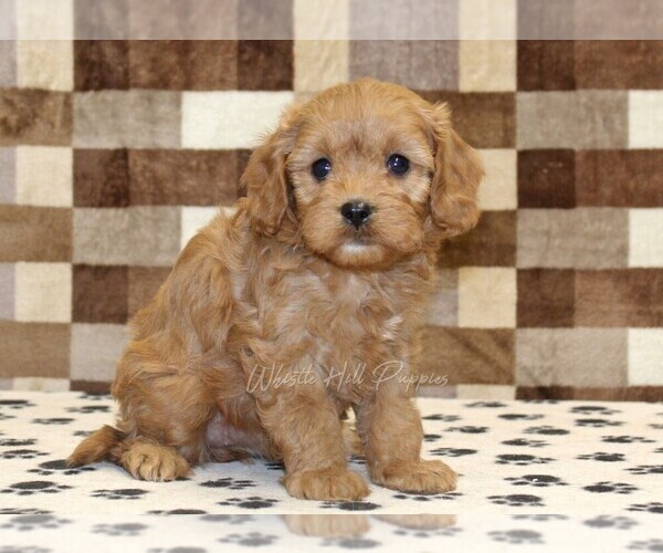 Medium Photo #4 Cavapoo (Miniature) Puppy For Sale in DENVER, PA, USA