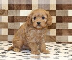 Small #3 Cavapoo (Miniature)