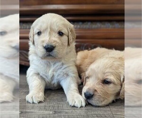 Medium Photo #2 English Cream Golden Retriever Puppy For Sale in SACRAMENTO, CA, USA