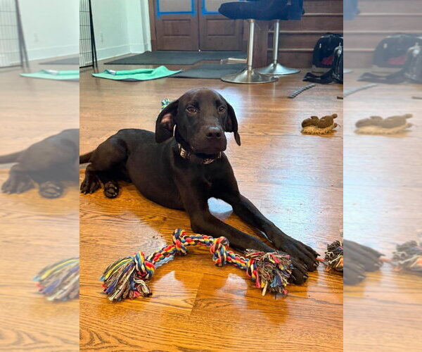 Medium Photo #2 Great Dane Puppy For Sale in Bullard, TX, USA