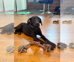 Small #1 Great Dane