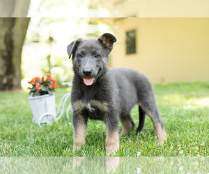 German Shepherd Dog Puppy for sale in GOSHEN, IN, USA