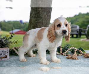 Cocker Spaniel Puppy for sale in BALTIC, OH, USA