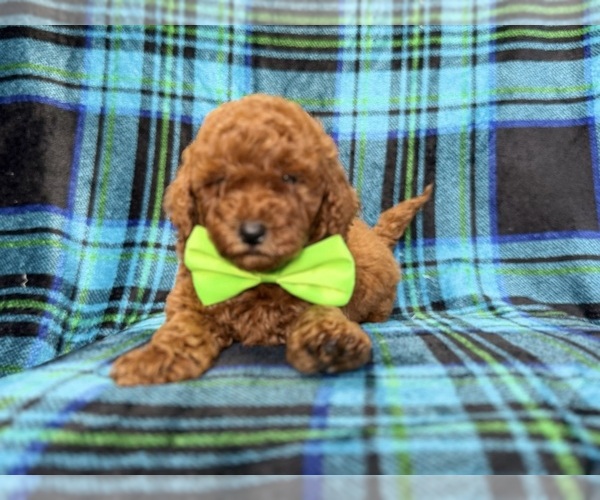 Medium Photo #6 Goldendoodle (Miniature) Puppy For Sale in LAKELAND, FL, USA