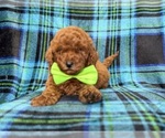 Small #5 Goldendoodle (Miniature)