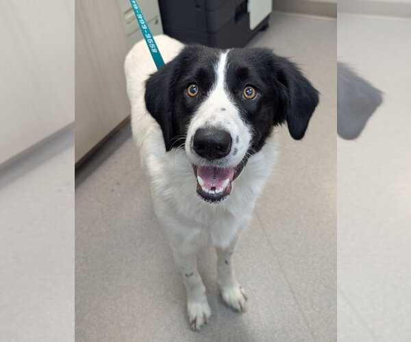 Medium Photo #1 Border Collie-Unknown Mix Puppy For Sale in La Porte, IN, USA